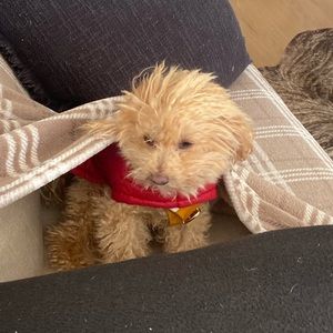 Meet your Posher, Samara